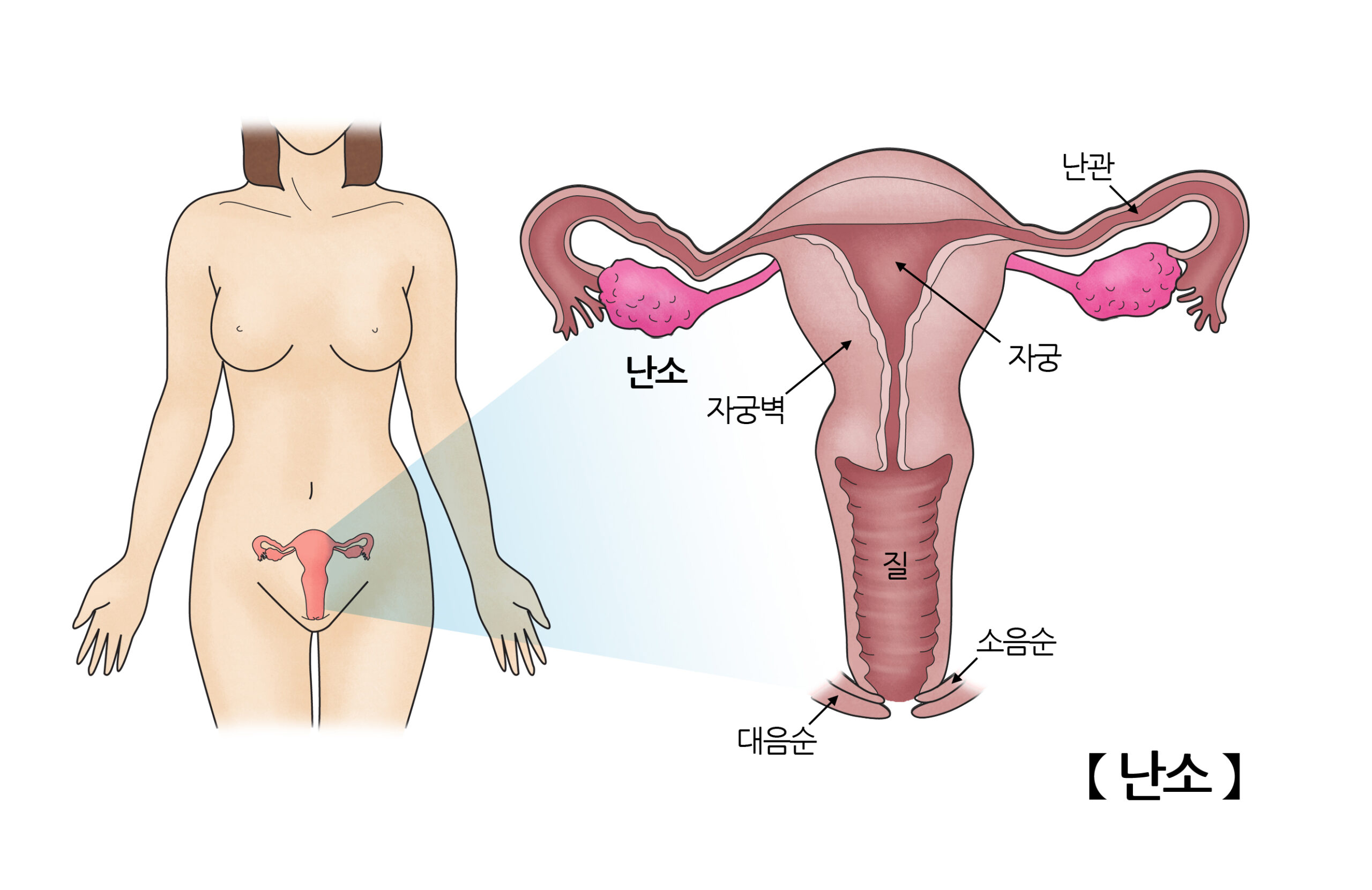 배란일 가임기